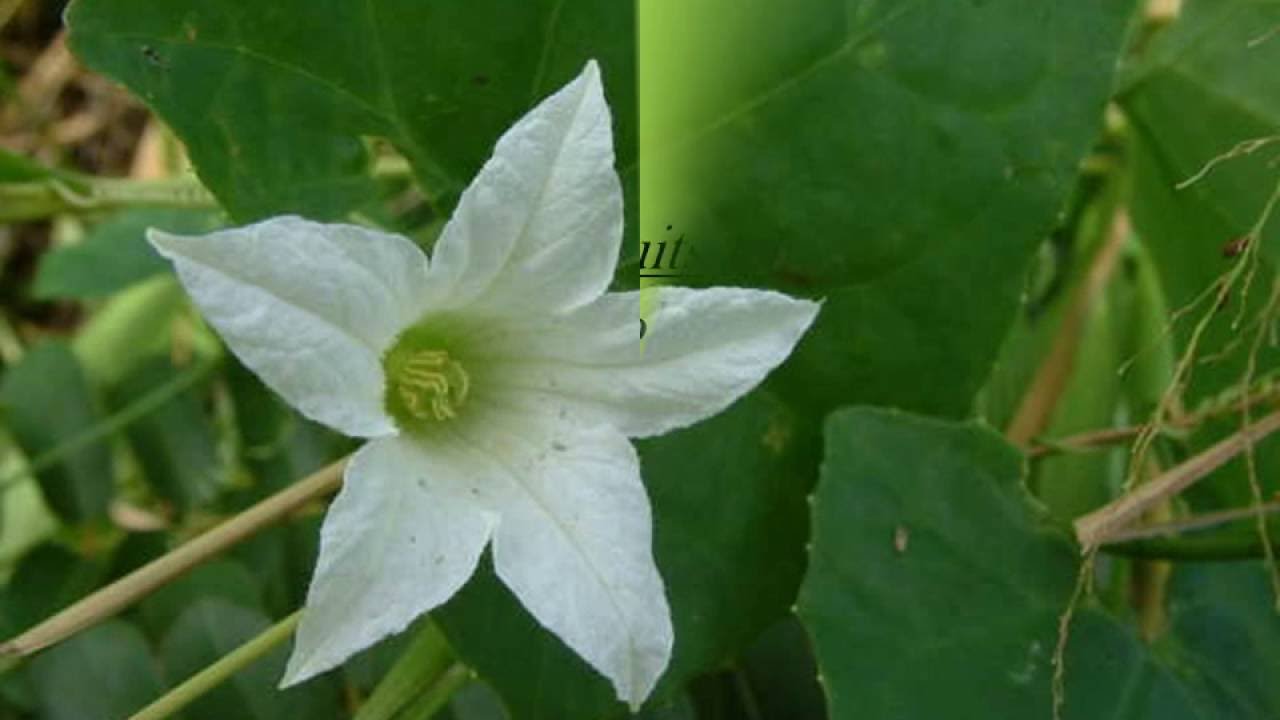 Natural Herb For Diabetes/Coccinia grandis/Ivy gourd/Kowakka