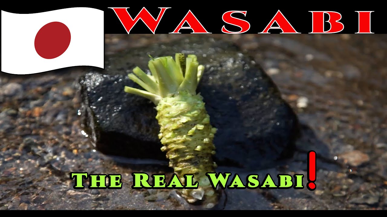 Japan, Wasabi (History Of The Dish)