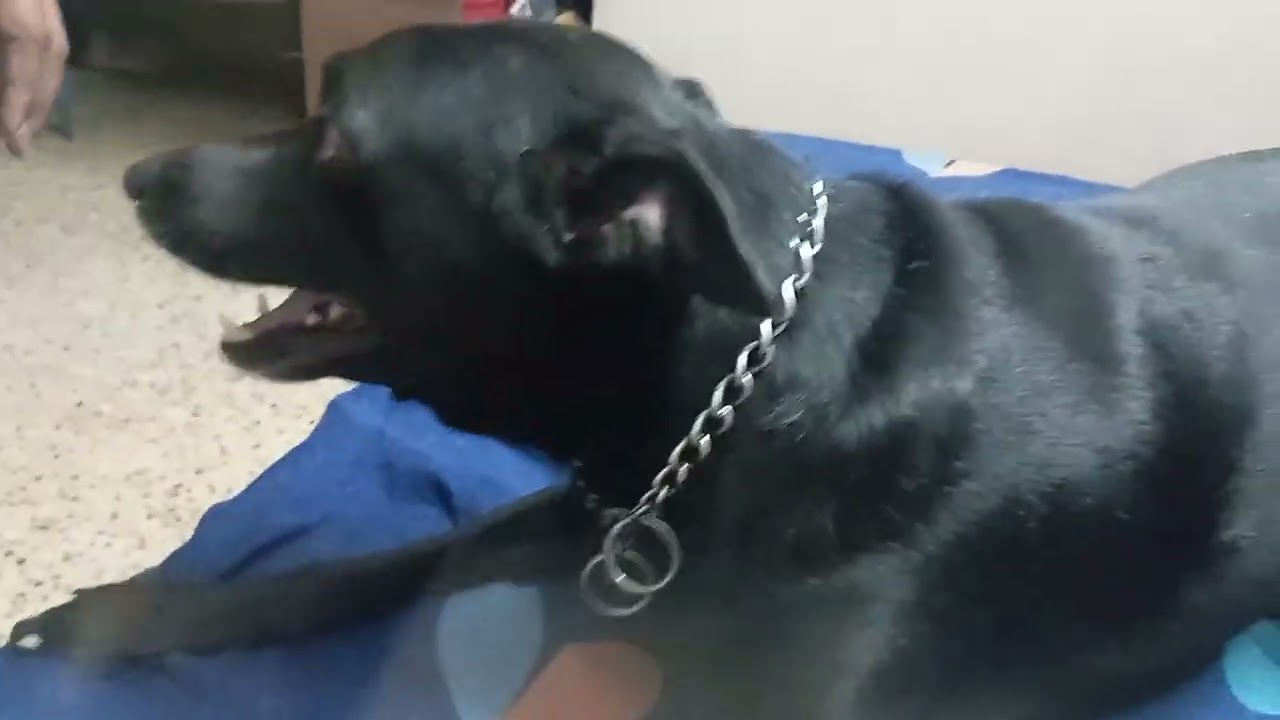 பாசமலர்கள பார்க்கனுமா...🥰🥰😅