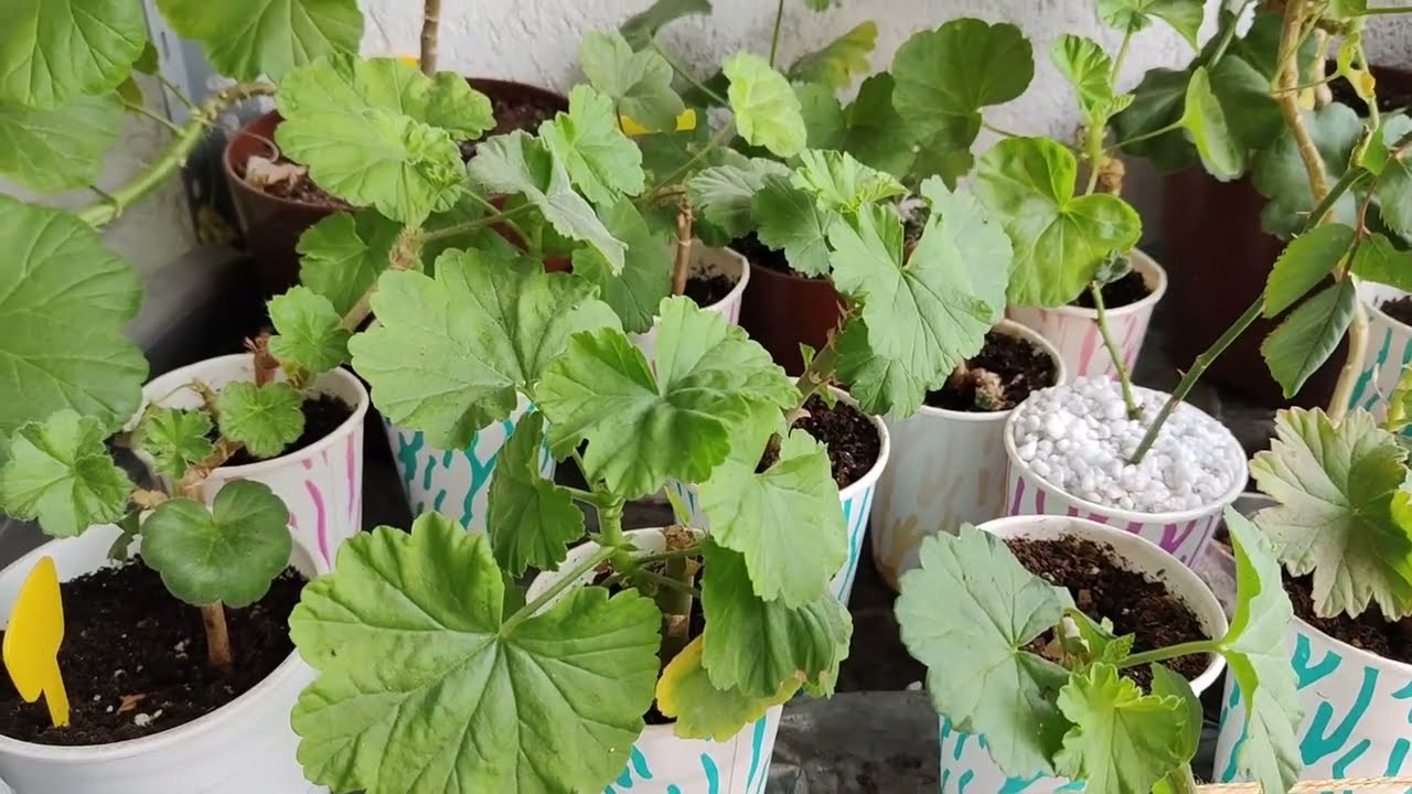 Bir Teknik Denedim ki Sardunyam Kış Mevsimine Rağmen Ciceklendi Ve Çok Yapraklandı👍