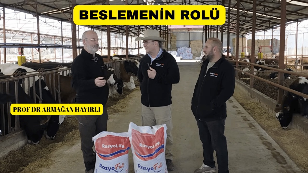 Hayvan Sağlığında BESLEMENİN ROLÜ Bu Video'da! Rasyolife Faktörü!