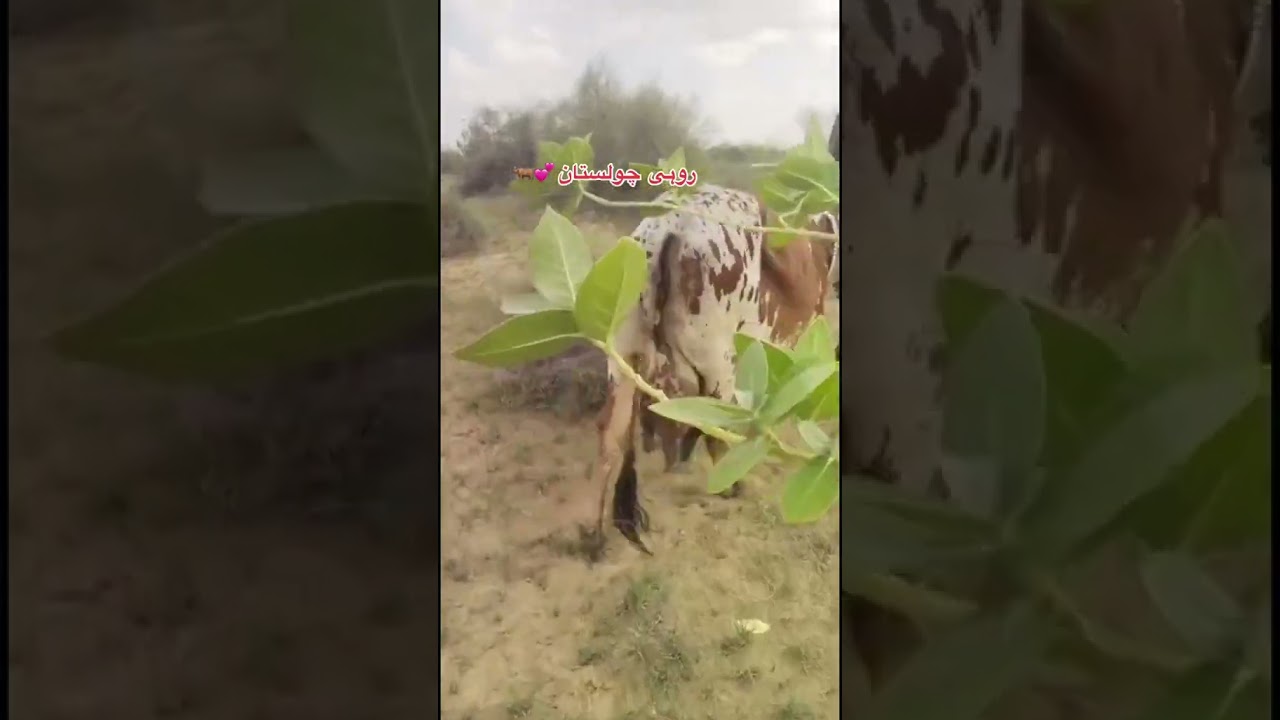 Cholistani Cow