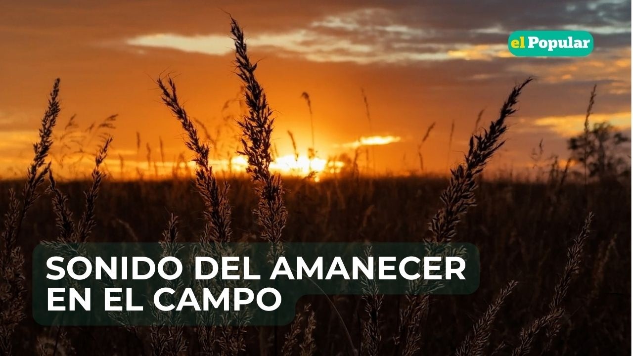 ASMR | SONIDO RELAJANTE DEL AMANECER EN EL CAMPO 🌄 Canto de Aves y Naturaleza para Dormir (8 Horas)