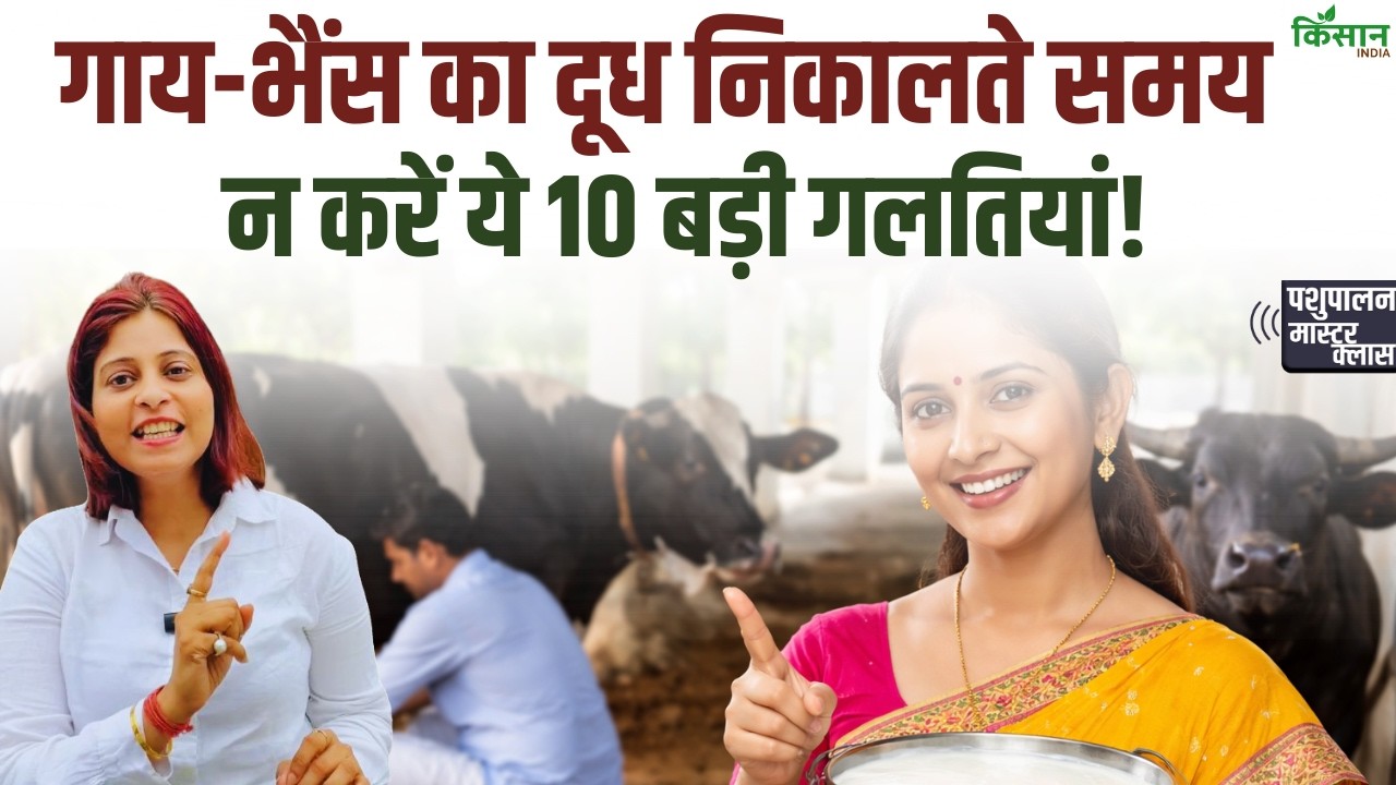 Milking Tips: दूध दुहते समय न करें ये 10 बड़ी गलतियां | Clean Milk Production Guide। Cow Farming