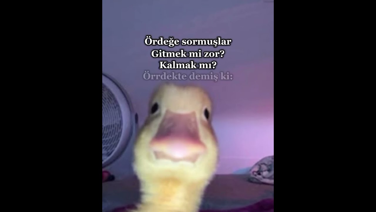Vak vak vakk🦆🦆 