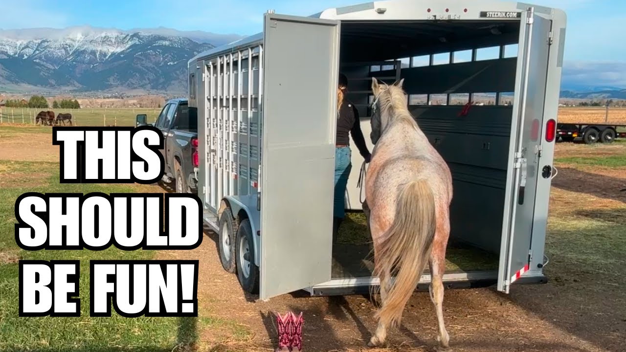 Arabian goes on a field trip ~ Ziggy tackles Working equitation!