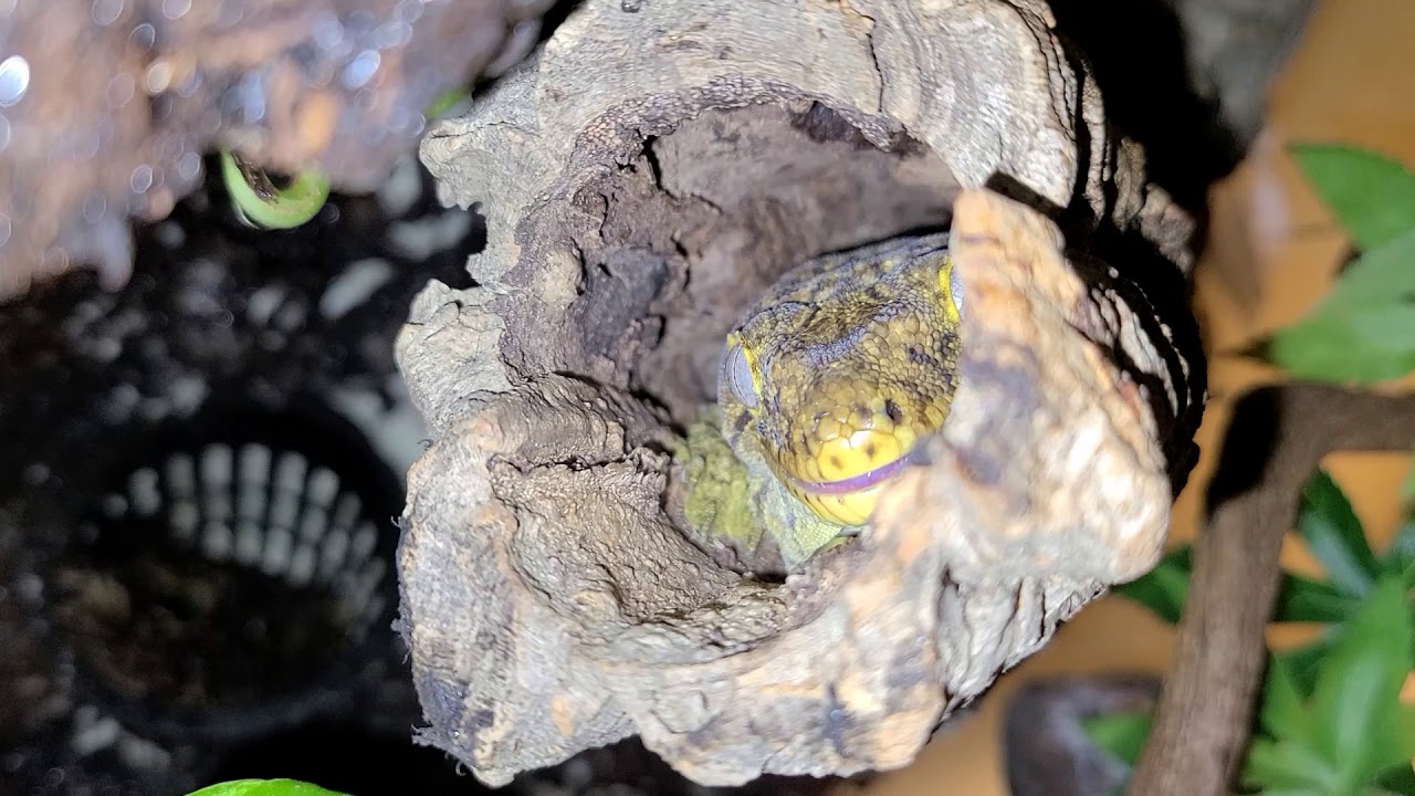 Angry Leachie Vocalizations