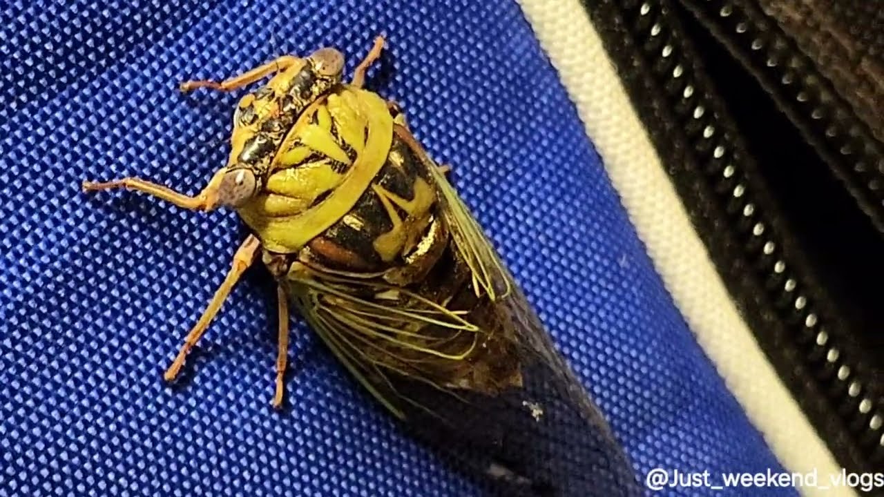 Western Dusk Singing Cicada | Cicada
