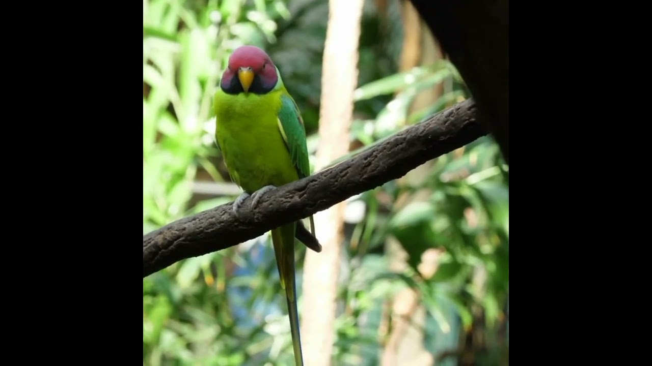 plum headed parakeet sound #shorts