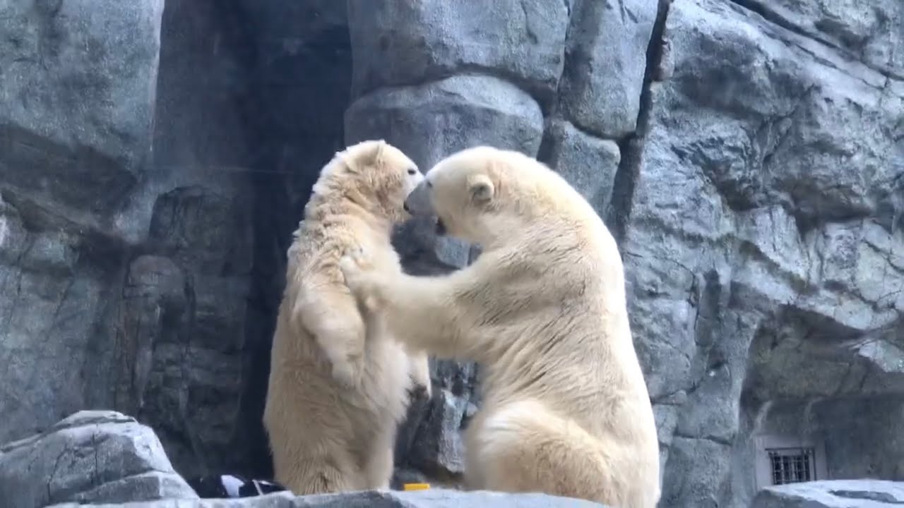 フブキ🐻‍❄️またもやボコボコに😅