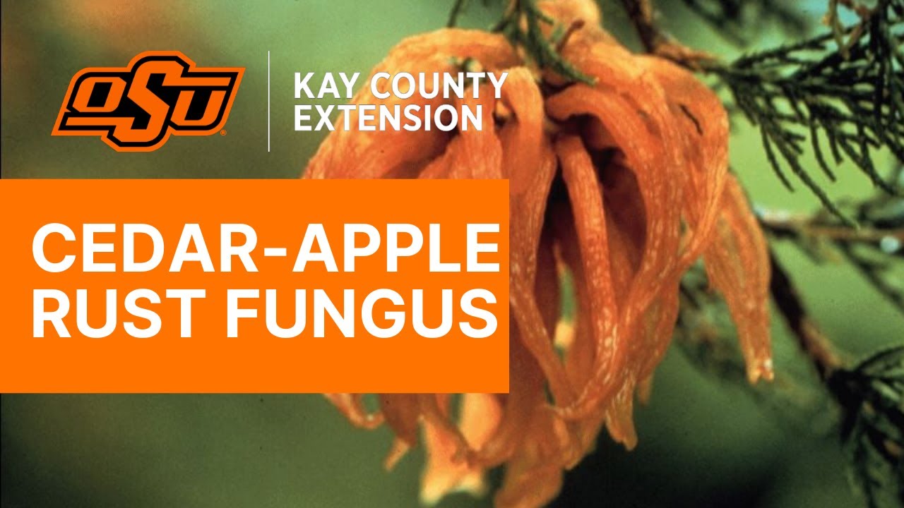 Cedar Apple Rust - Kay County OSU Extension Field Reports