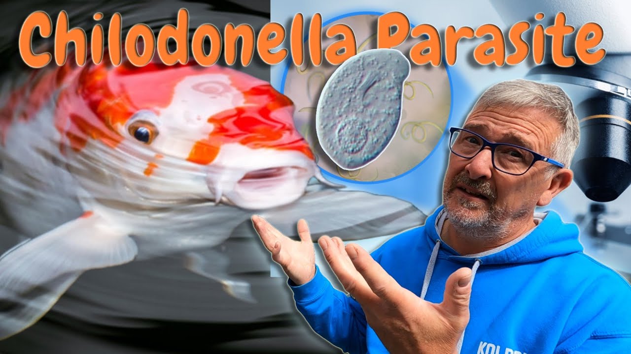 KOI POND**TREATING FOR CHILODONELLA PARASITE IN MY KOI FISH POND😞😒*AND HOW TO REMOVE IT😉👍