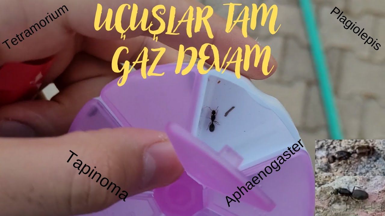 UÇUŞLAR TAM GAZ DEVAM I Tetramorium , Tapinoma , Aphaenogaster , Plagiolepis