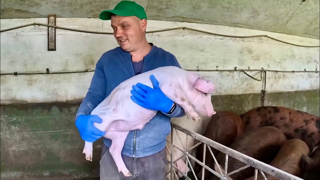 МУРАШКА ЗАЧАХЛА, жевжики підростають,Тюленів вирізаємо потроху…