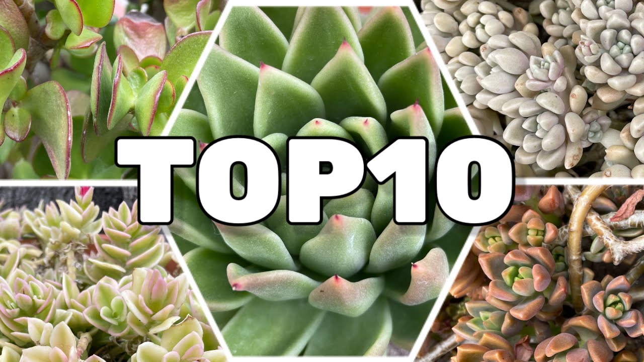 TOP 10 Suculentas fáciles de cuidar