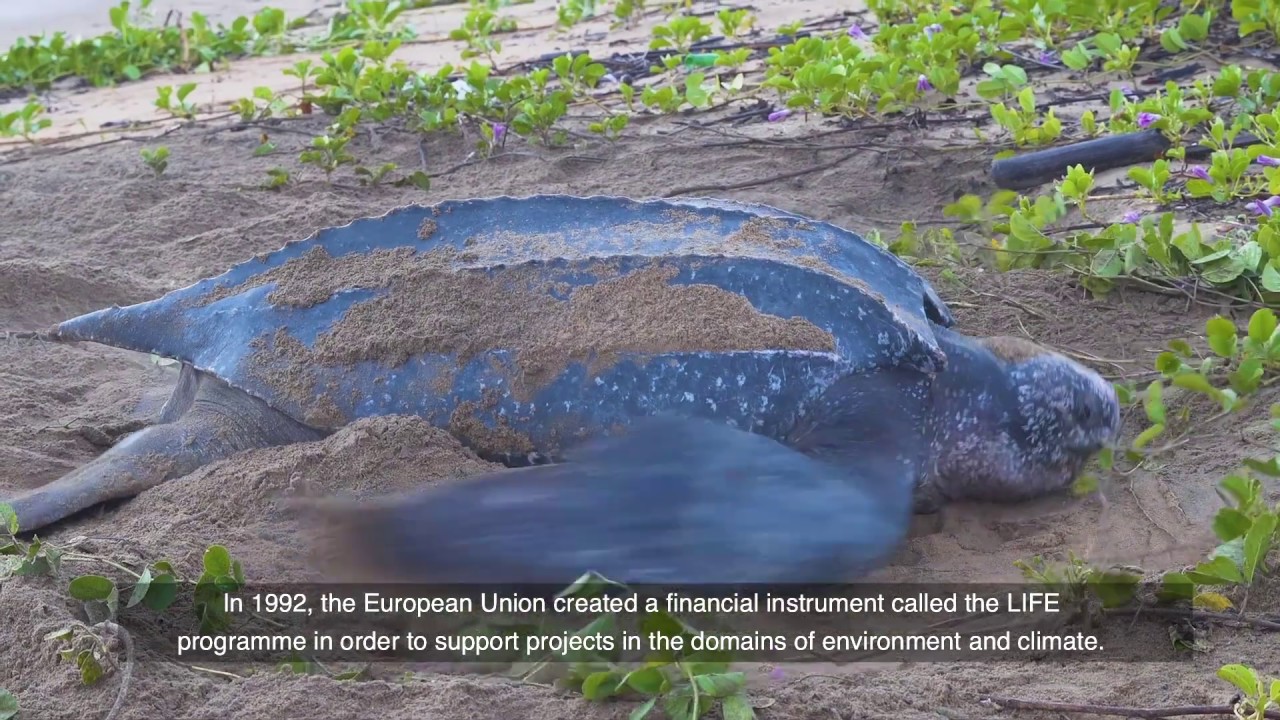 LIFE BIODIV'OM : préserver la biodiversité menacée des Outre-mer français