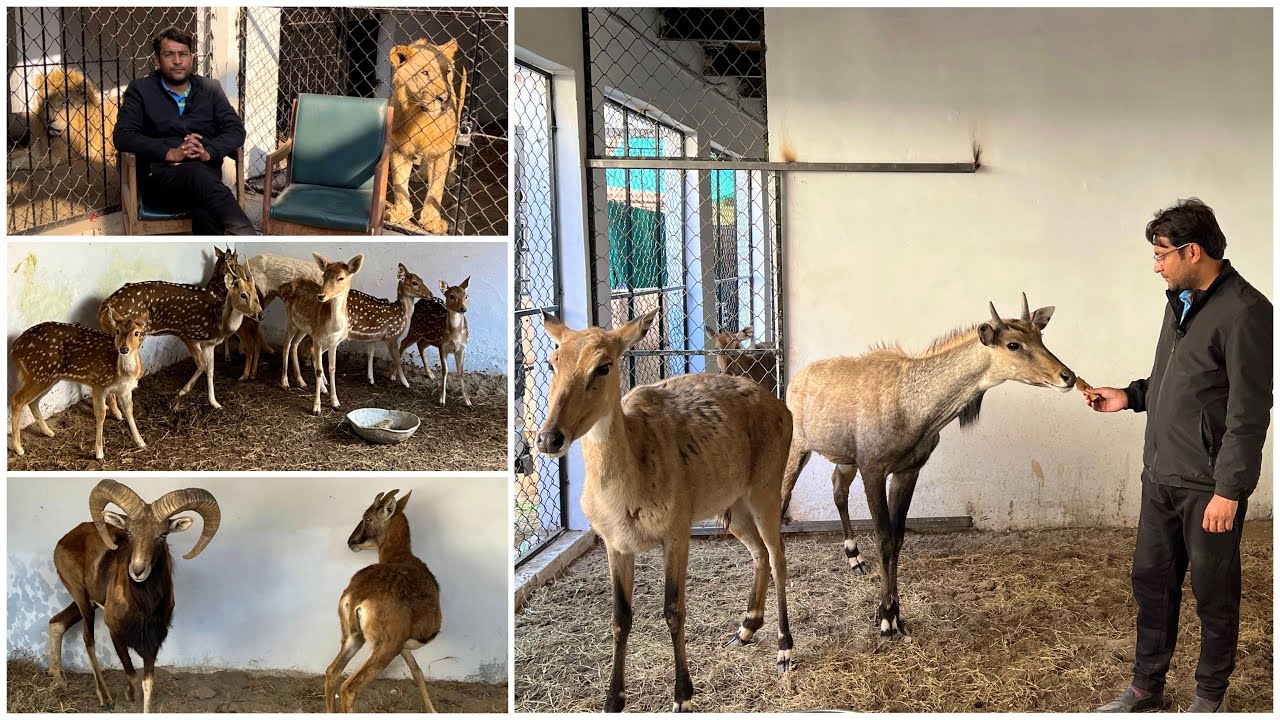 Visited at Adnan Awan Breeding Farm Animal Planet in Multan Pakistan I 2023
