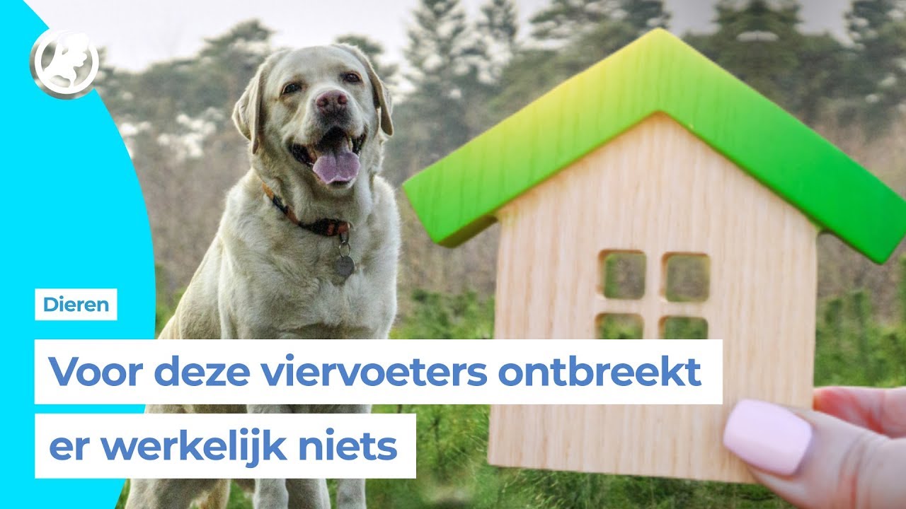 Topdrukte in dierenhotels door beginnen zomervakantie