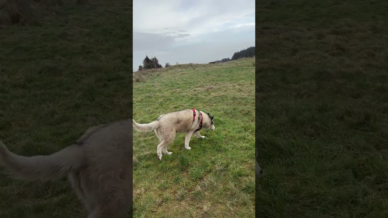 Luna The Blind Husky Having Fun After Storm Bram