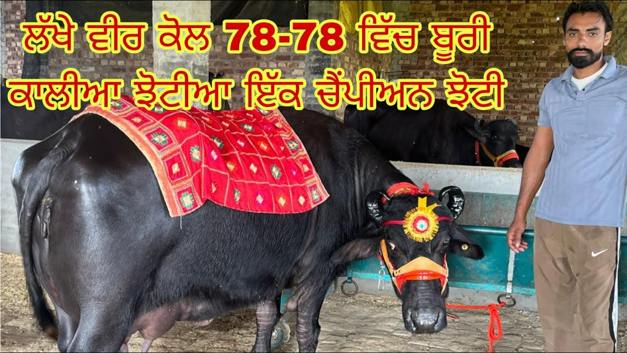 29 ਅਕਤੂਬਰ ਫ਼ੋਨ ਨੰਬਰ 9814624311👉9815097203🔥🔥