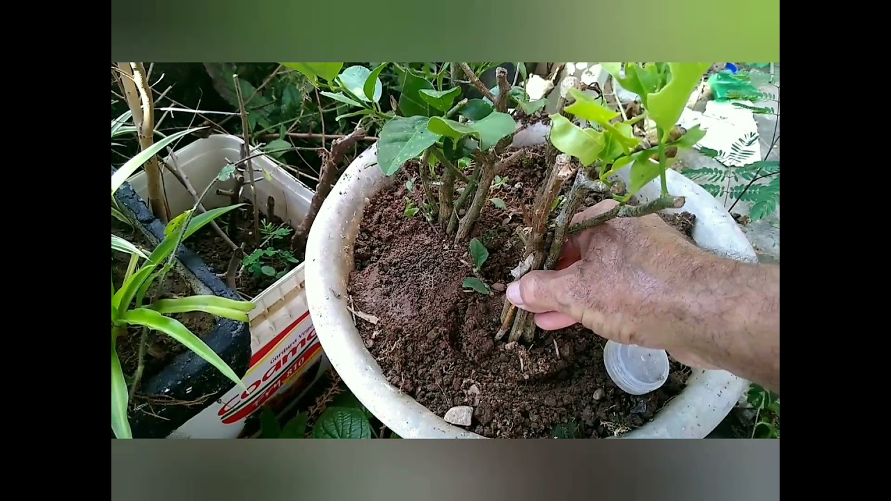 Dicas de clonagem de &aacute;rvores frut&iacute;feras.