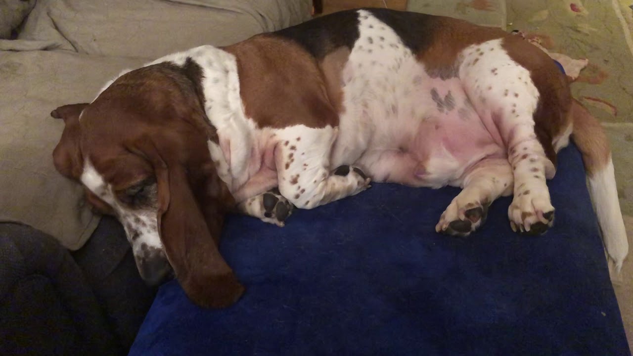 Will you Get Up for a Cookie?