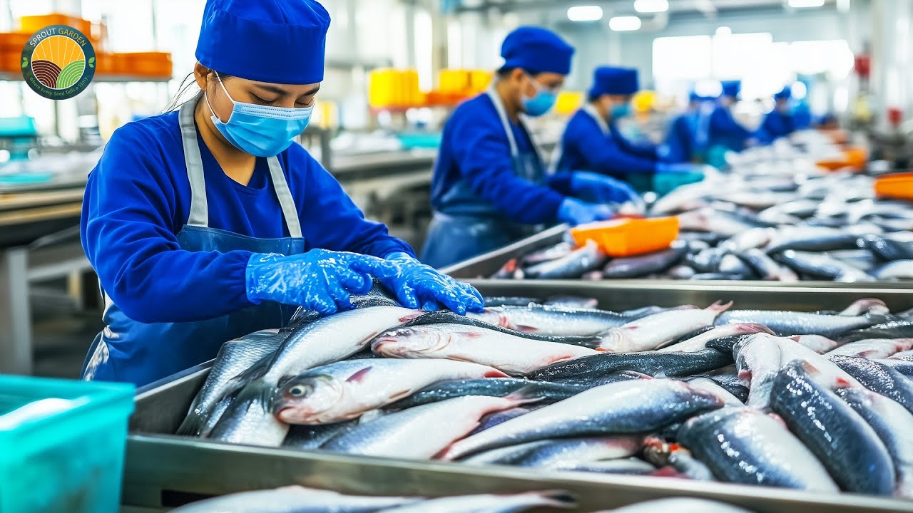How Vietnamese Farmers Raise Tons of Pangasius: Basa Fish Processing Line | Farming Documentary