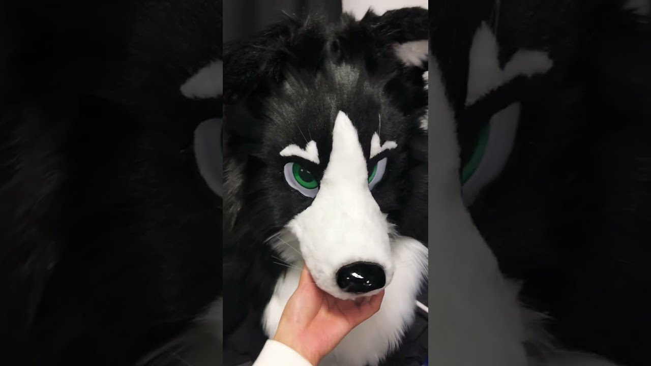 This furhead is made for skuru @SkuruWolf  #furry #fursuitmaking #fursuit #fursuiters #furry
