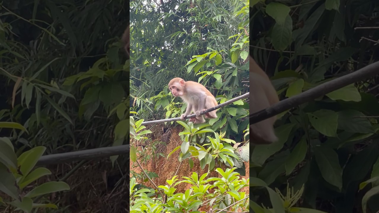 baby monkey shows off climbing skills #monkey