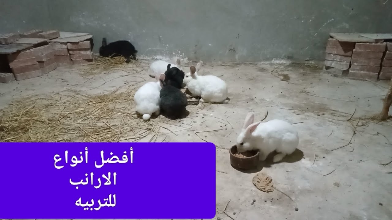 أفضل نوع ارانب للتربيه #rabbit
