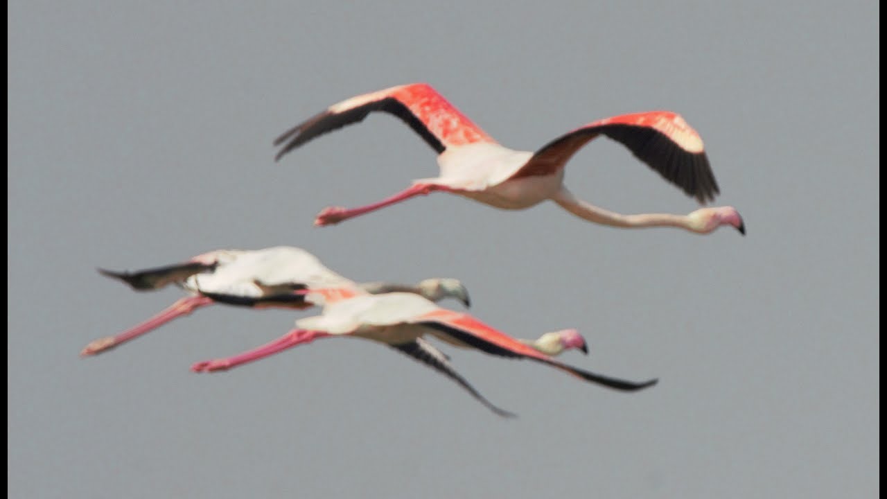 Bhigwan Bird watching | Bhigwan bird sanctuary | Bhigwan - Best bird watching place near Pune
