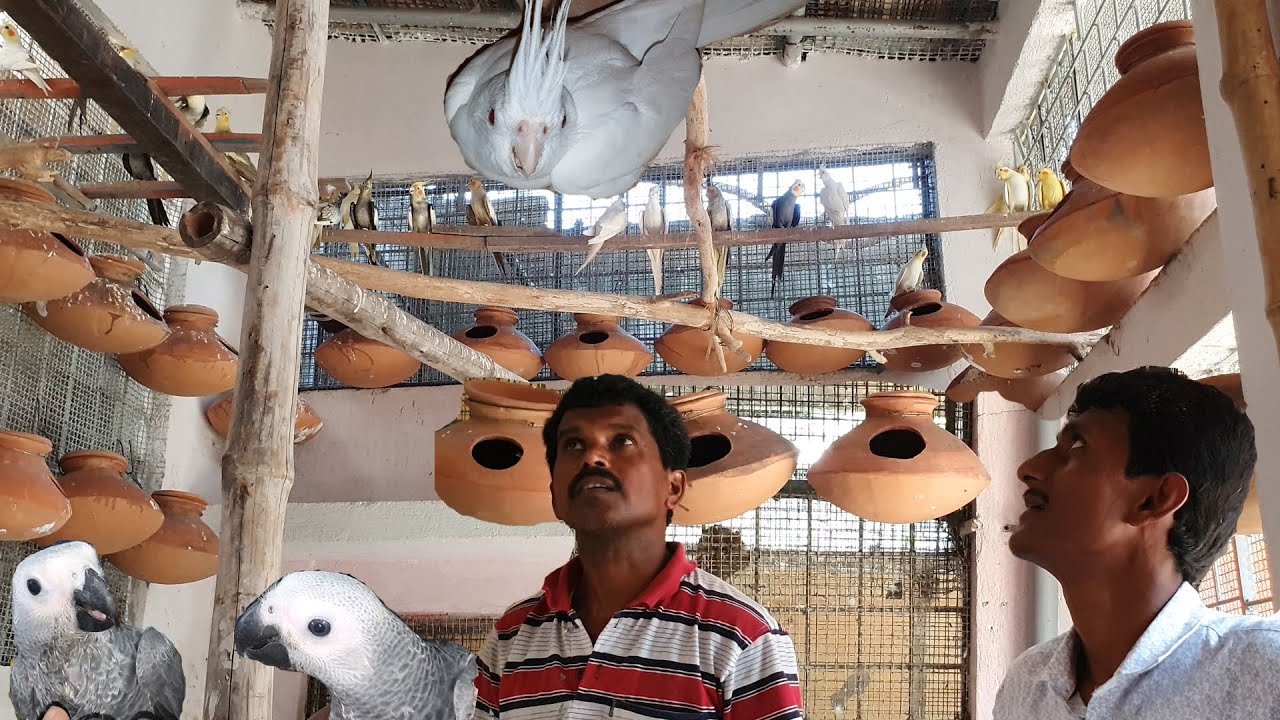 Cockatiels Breeder Pair Shifted To Their New Breeding Colony / Social Work Is A Part Of Humanity.