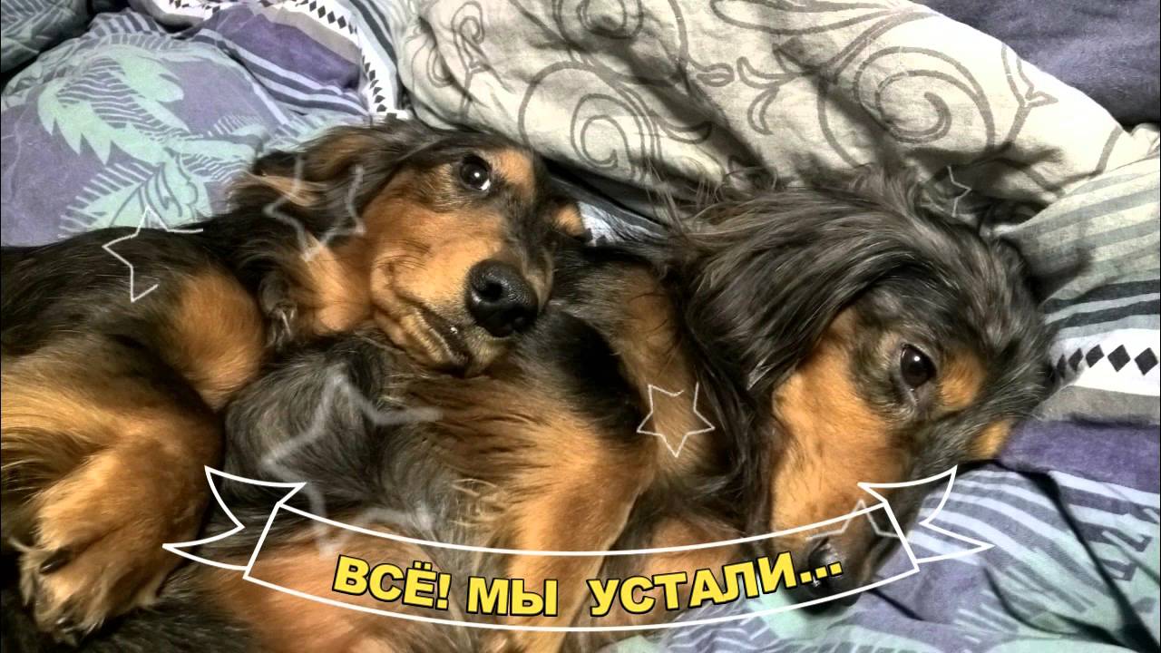ПРОГУЛКА Walk with dogs 2016