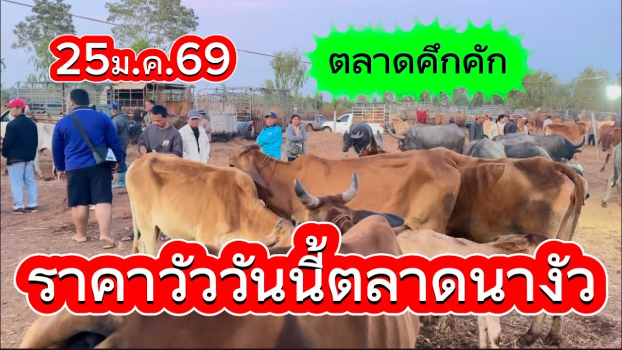พาชมบรรยากาศซื้อขายวัวตลาดนางัว อ. สว่างแดนดิน จ. สกลนคร 25/1/69 #ราคาวัววันนี้ 