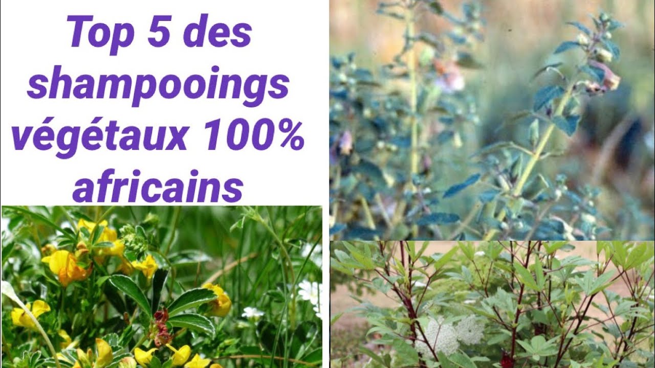 TOP 5 DES SHAMPOINGS VÉGÉTAUX  100% AFRICAINS