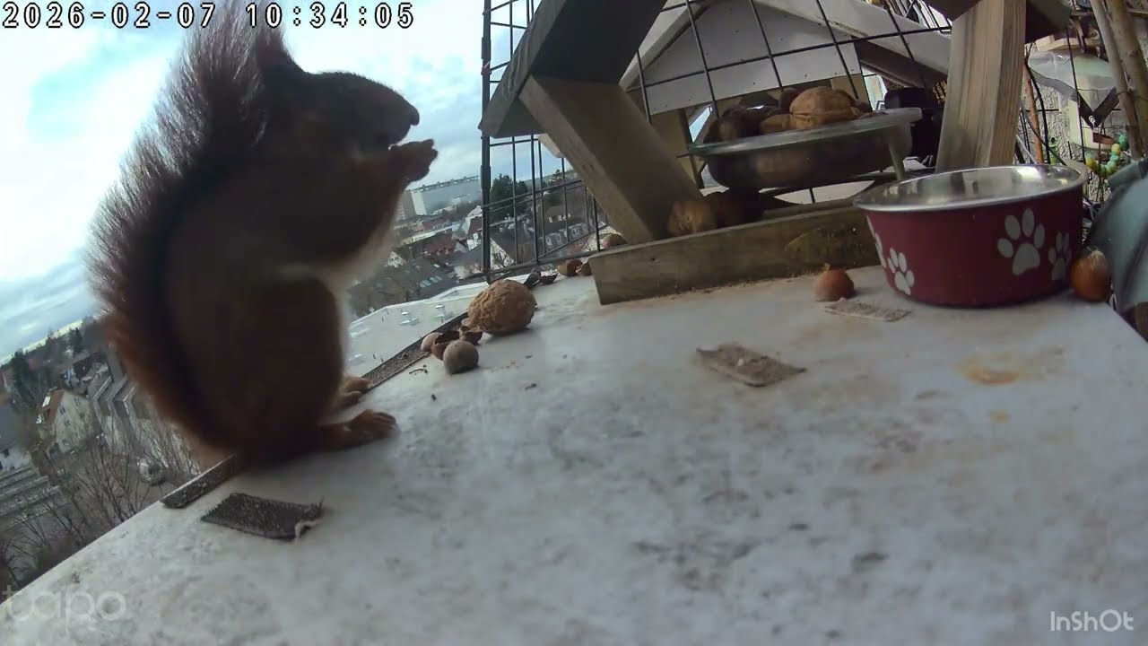 Eichhörnchen Speedy - 07.02.2026 / Squirrel Speedy - 07.02.2026
