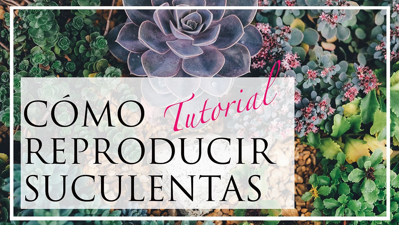 Cómo reproducir suculentas (tutorial)