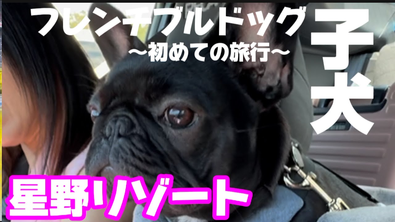 フレンチブルドッグ子犬の初めての旅行/星野リゾート/リゾナーレ那須