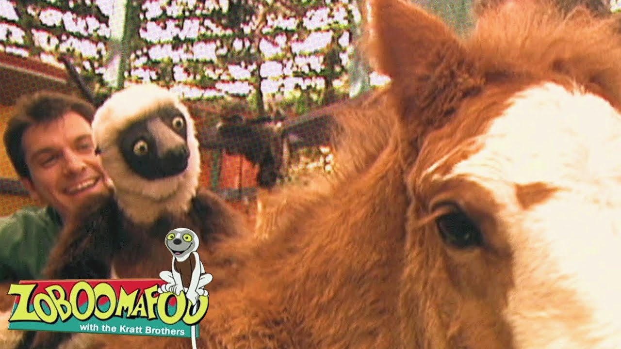 Horses | Zoboomafoo - WildBrain | Full Episodes for Kids