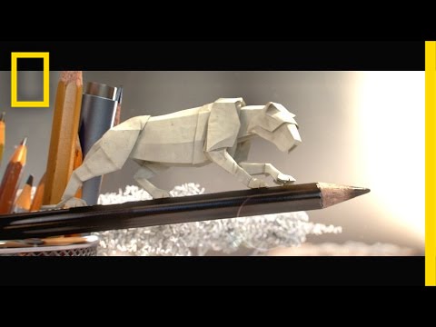 Step into a Miniature World of Animated Paper Wildlife | Short Film Showcase