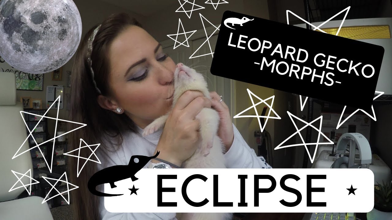 LEOPARD GECKO MORPHS!!! - ECLIPSE
