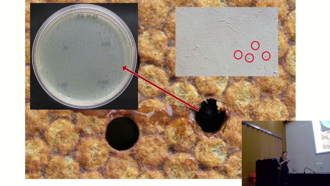 BeeClim: Silvie Dostálková Genotypy moru včelího plodu v ČR