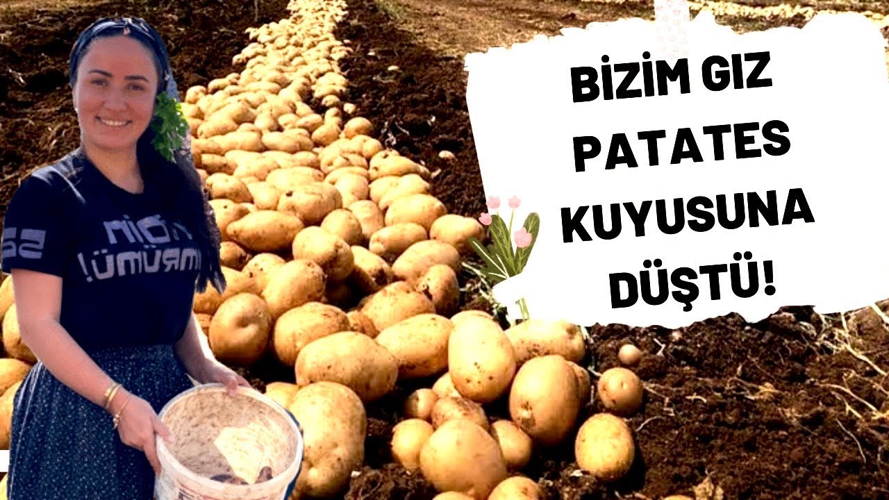 Bizim Gız Patates kuyusuna düştü!
