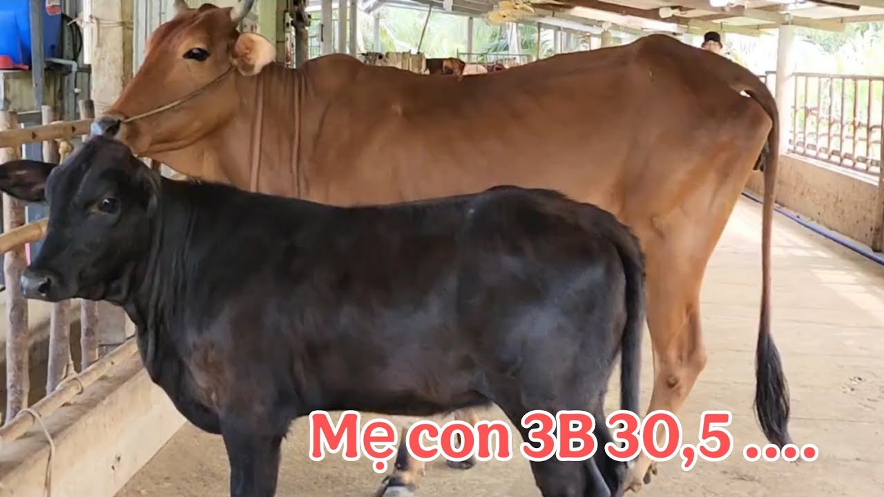21/12 Mẹ con 3B, 30,5 _ Trại Bò Thành Trung 