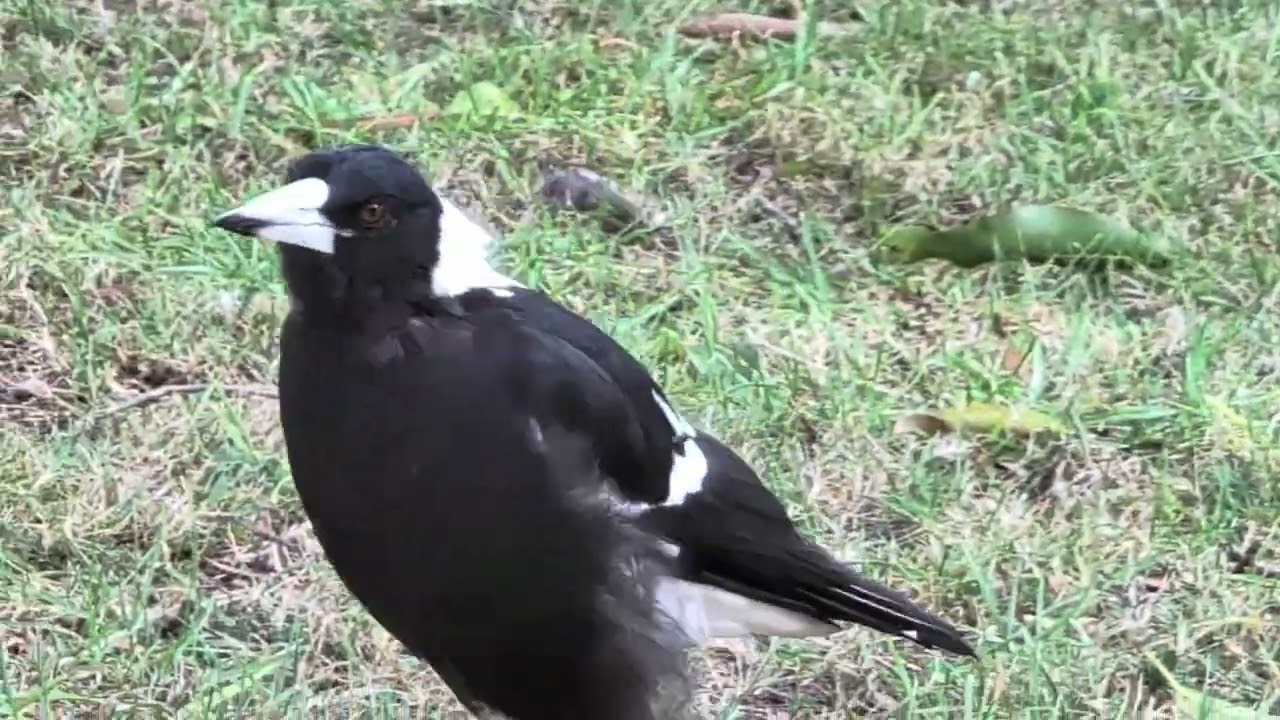 Magpie wandering around having a chat 🌺🌷