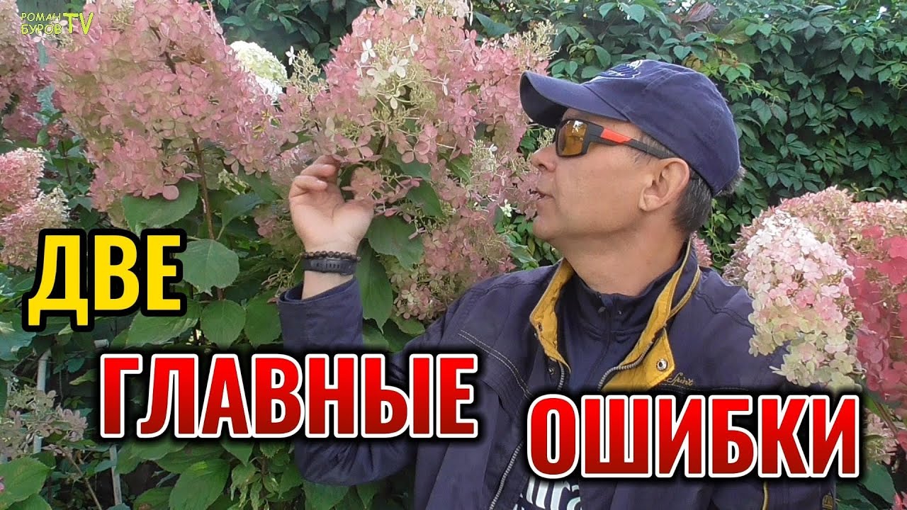 Эти Две ошибки при обрезке могут погубить ваши метельчатые гортензии #garden 
