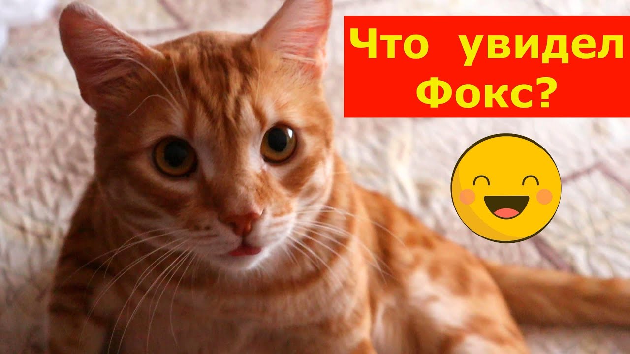13.01.2023г. Фокс пробует витамины и лакомства. Новая игрушка.