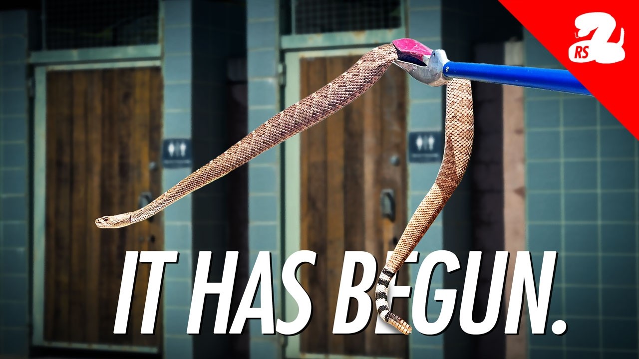 Rattlesnake Season is Here! Removal Rattlesnakes in Public Bathrooms, Under Stair Cases, & More!