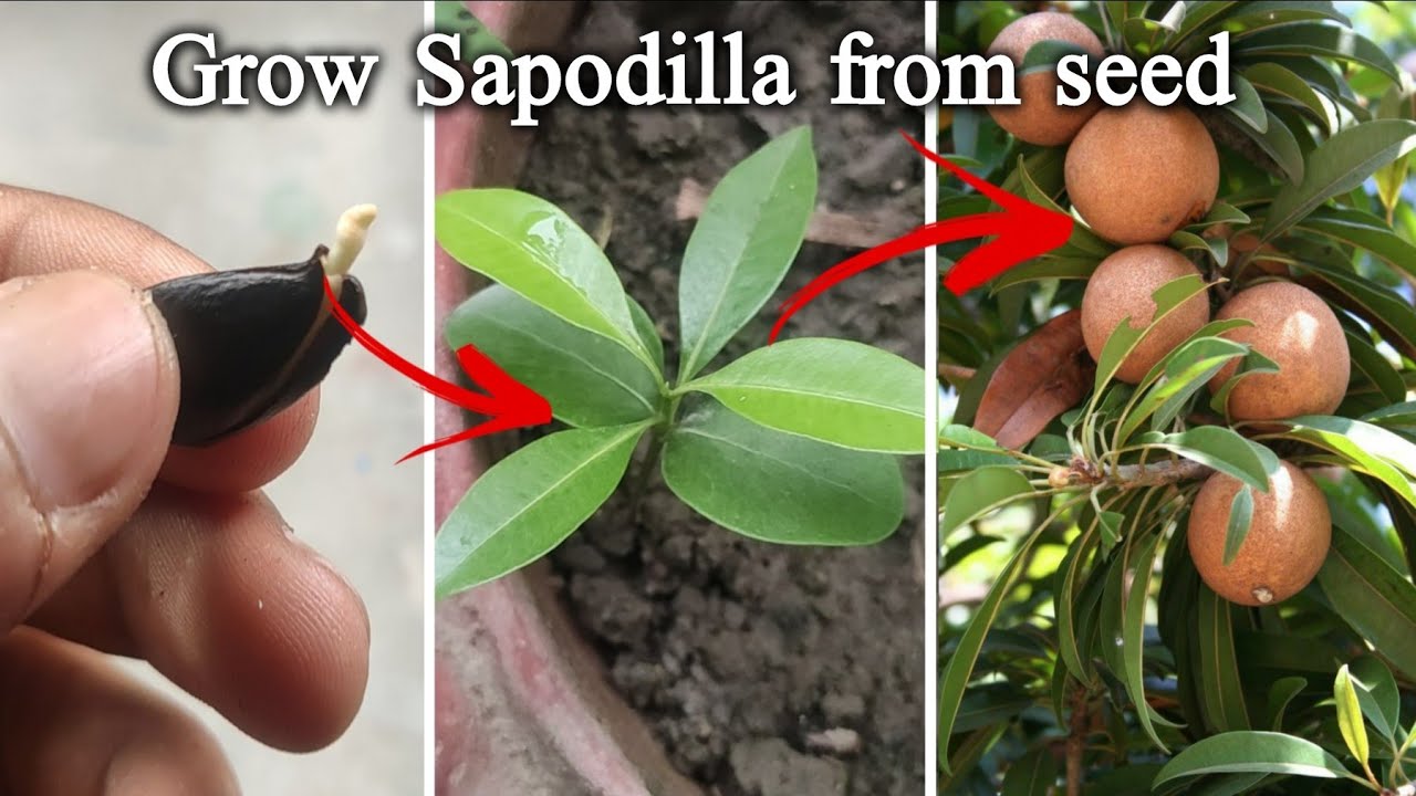 সফেদা বীজ থেকে চারা | How to grow chikoo/Sapodilla/ Sapota plant from seed