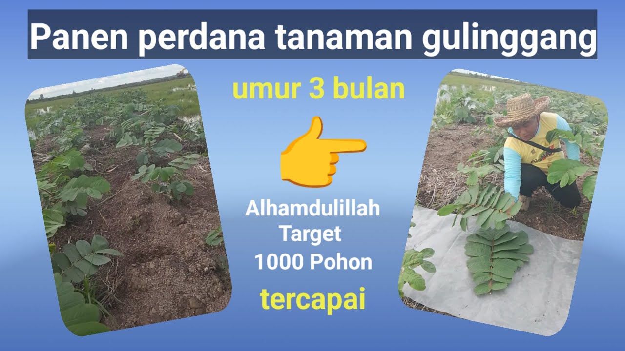 Panen perdana gulinggang umur 3 bulan 